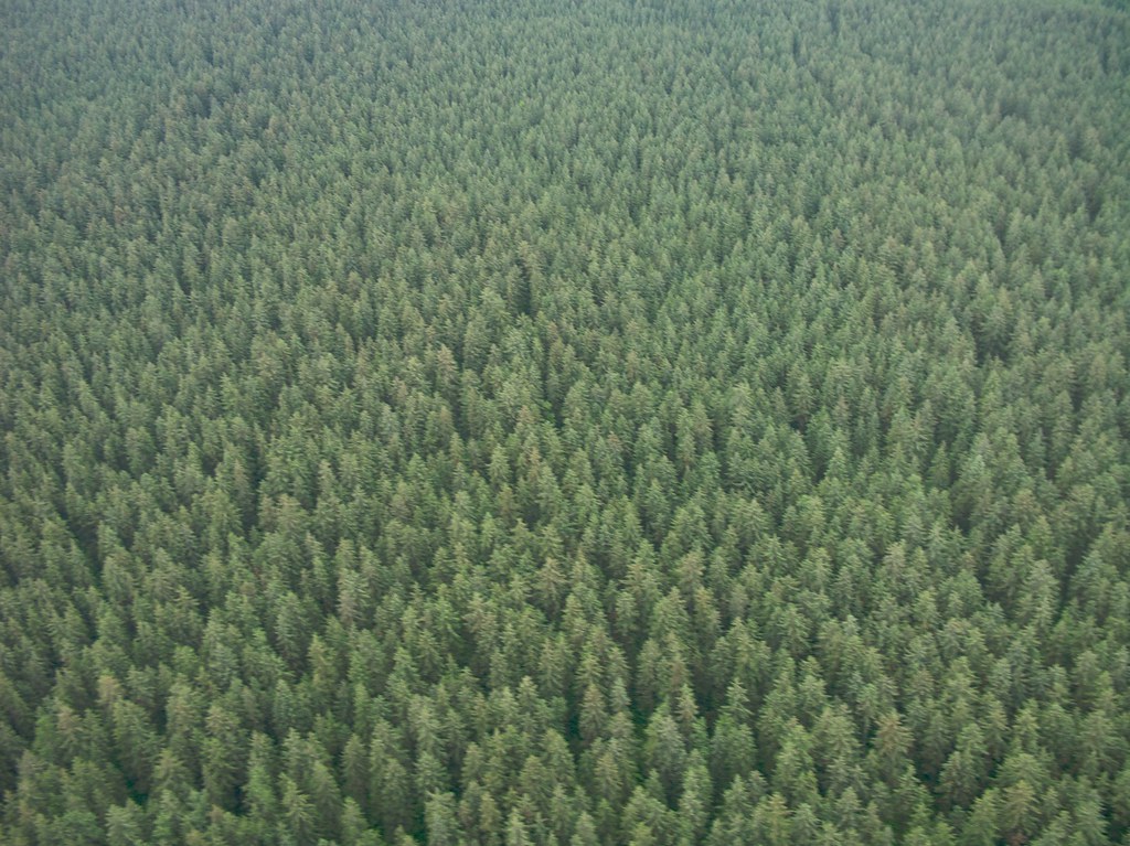 aerial/refs/aerial_conifer_forest_hillside/openverse_Between_Dangerous_River_and_Alsek_River_c0688f25.jpg