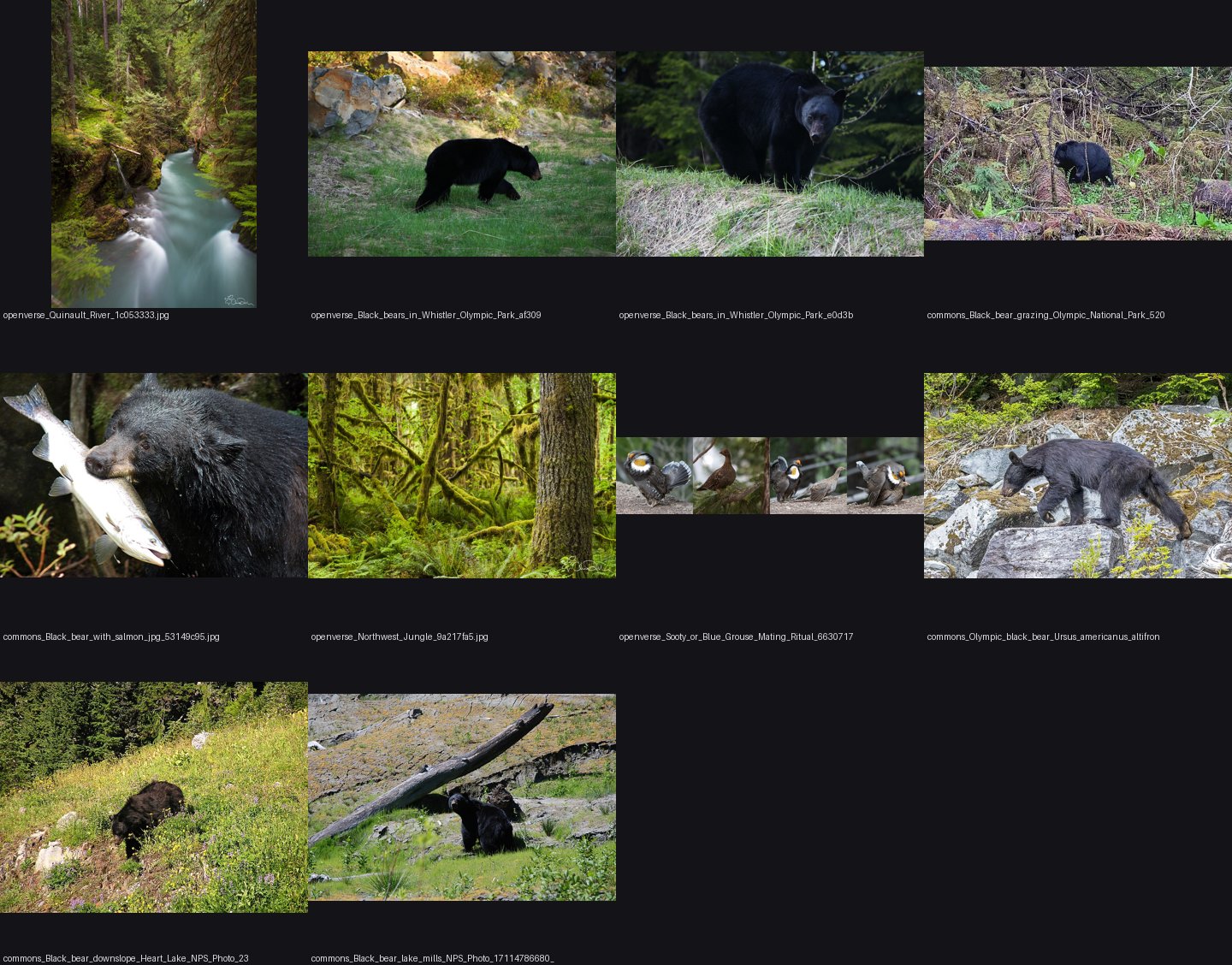 naturalist/animals/photos/black_bear/_sheet.jpg