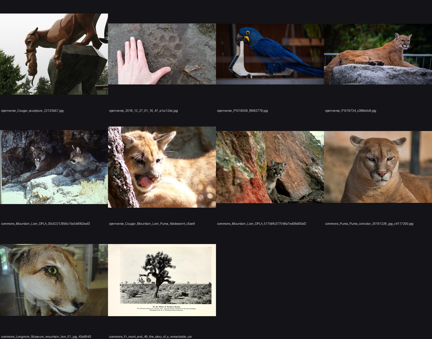 naturalist/animals/photos/cougar/_sheet.jpg