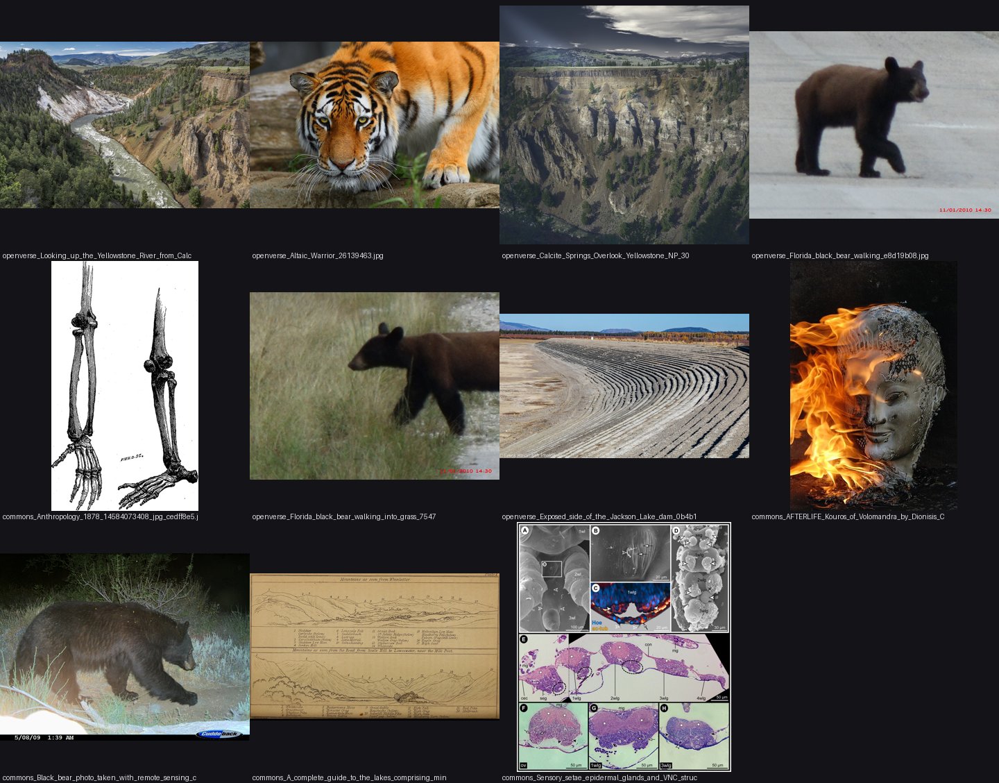 elements/bear-cougar/refs/black_bear_walking_side_view/_sheet.jpg