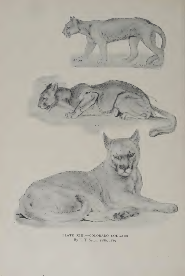 elements/bear-cougar/refs/lit/seton_plates/cougar_p106-106.png