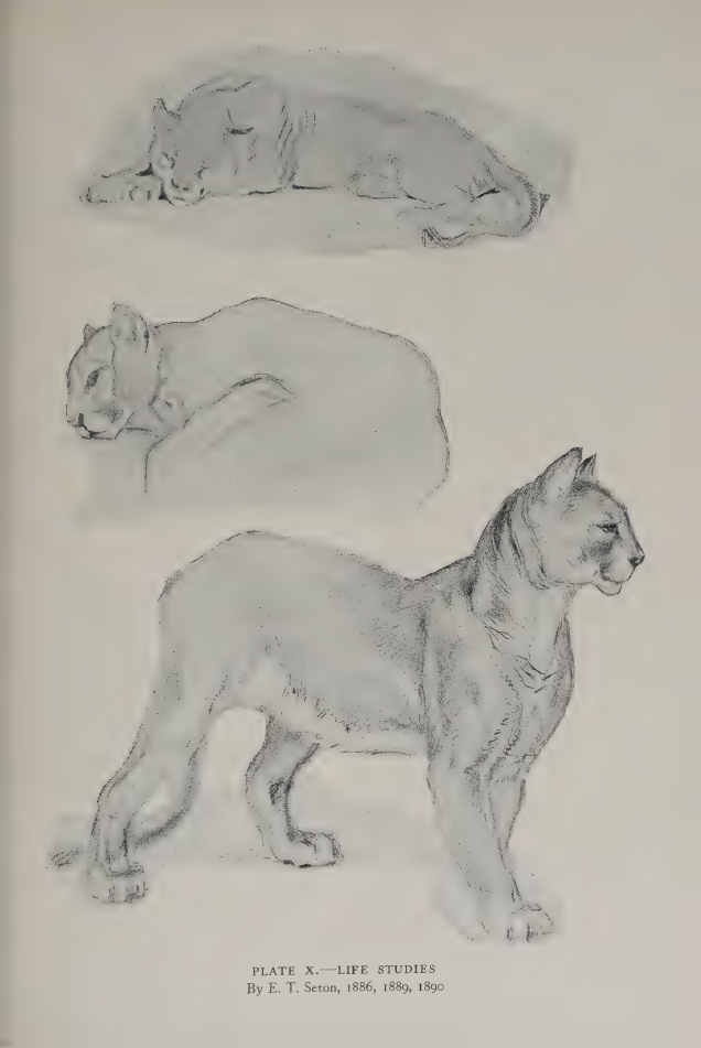 elements/bear-cougar/refs/lit/seton_plates/cougar_p139-139.png