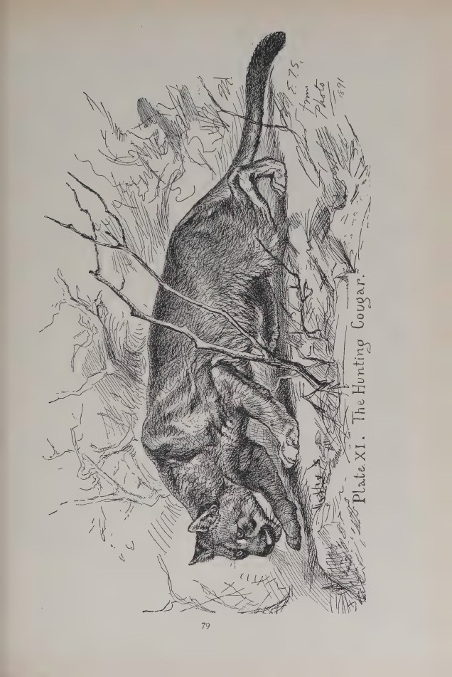 elements/bear-cougar/refs/lit/seton_plates/cougar_p131-131.png