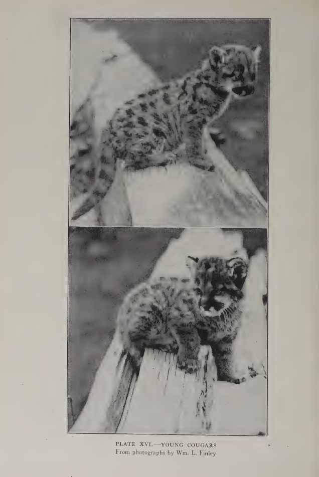 elements/bear-cougar/refs/lit/seton_plates/cougar_p174-174.png