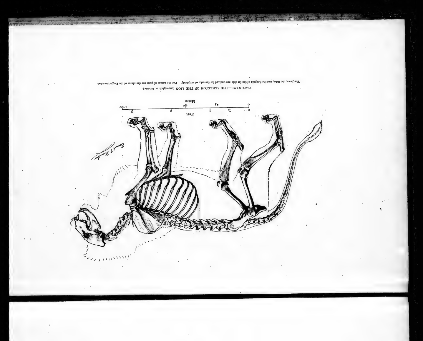 elements/bear-cougar/refs/lit/seton_plates/seton_lion_skeleton_plXXVI.png