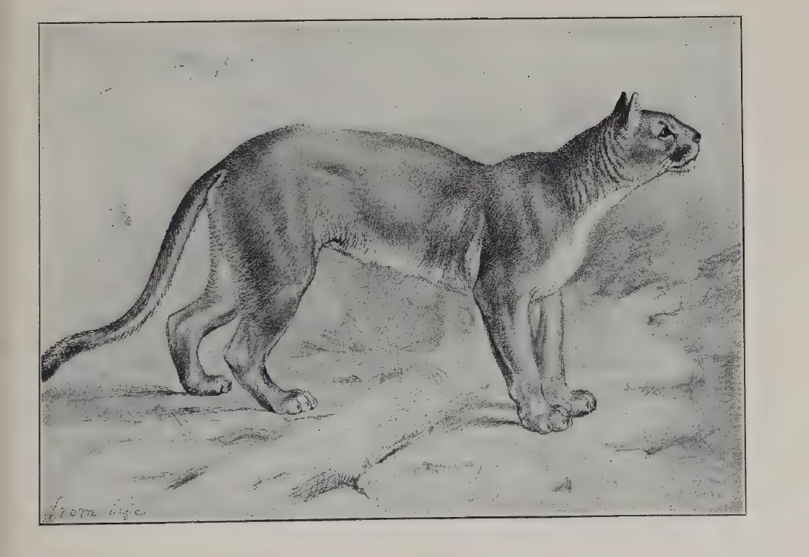 elements/bear-cougar/refs/board/seton_cougar_standing_plXII.png
