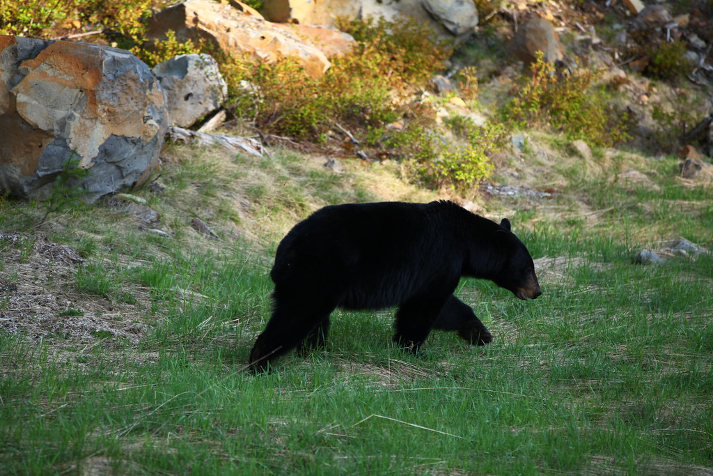 naturalist/animals/photos/black_bear/openverse_Black_bears_in_Whistler_Olympic_Park_af309806.jpg
