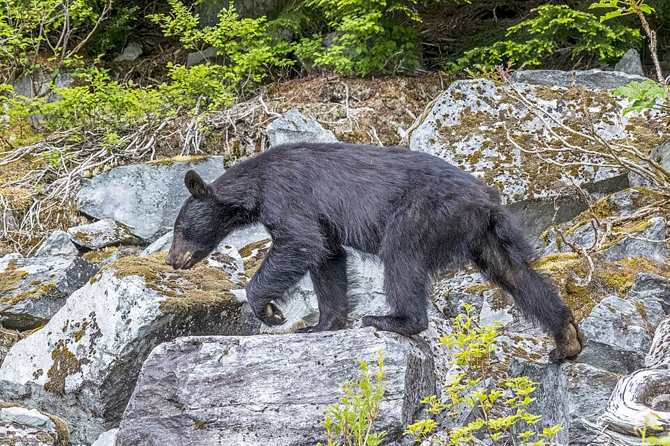 naturalist/animals/photos/black_bear/commons_Olympic_black_bear_Ursus_americanus_altifrontali_d7ac2b56.jpg