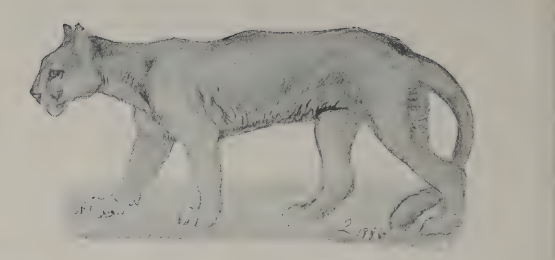 elements/bear-cougar/refs/board/seton_cougar_walking_plXIII.png