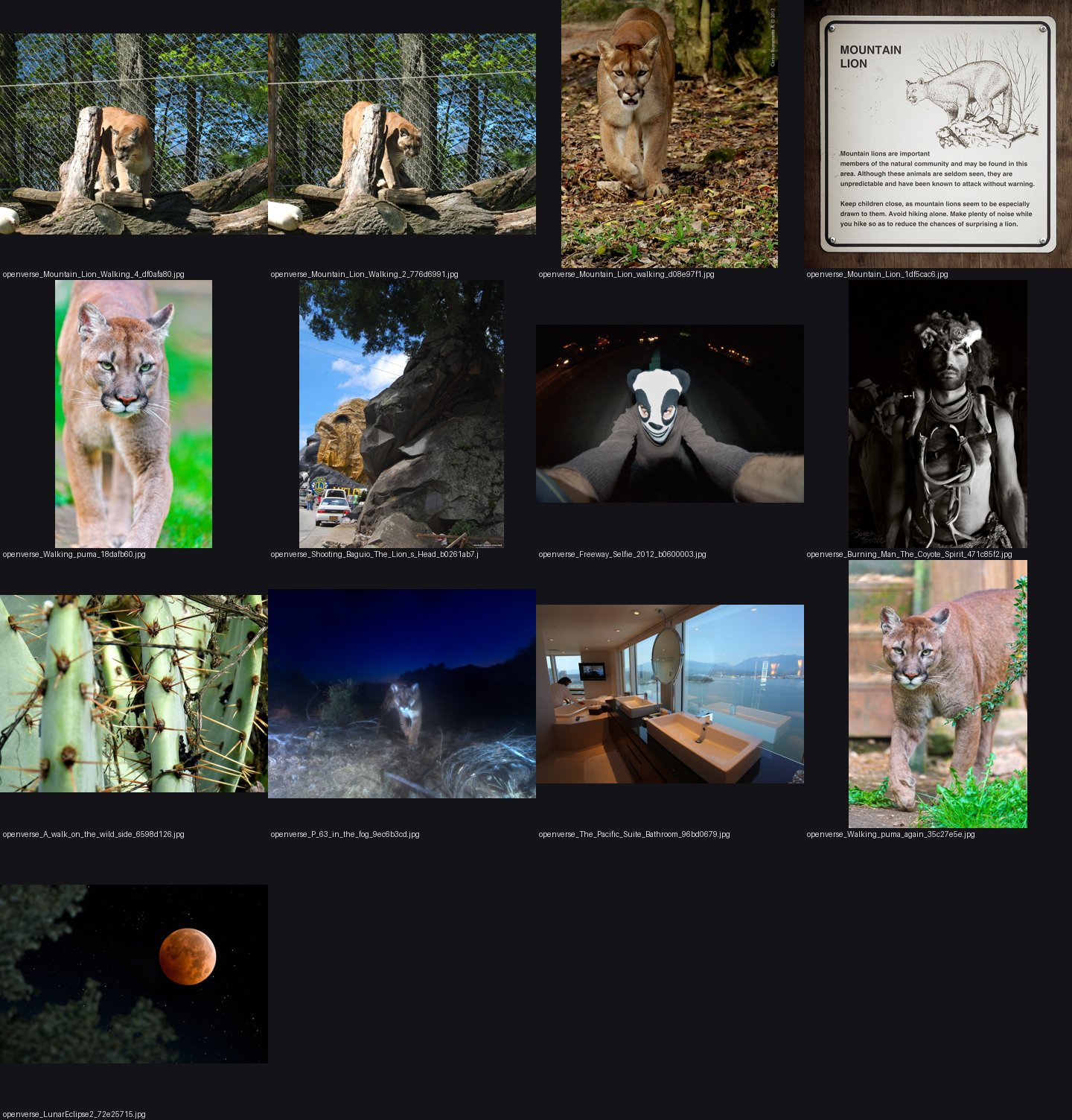 elements/bear-cougar/refs/ov/mountain_lion_walking/_sheet.jpg