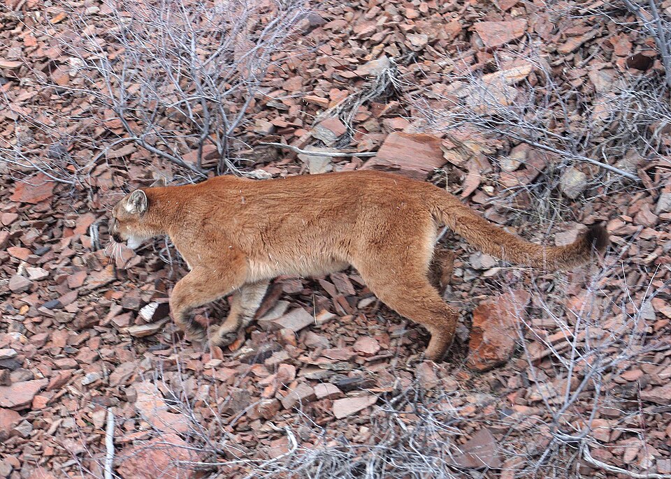elements/bear-cougar/refs/commons_puma/1442_cougar_wolfer_odfw_14773986976_jpg.jpg