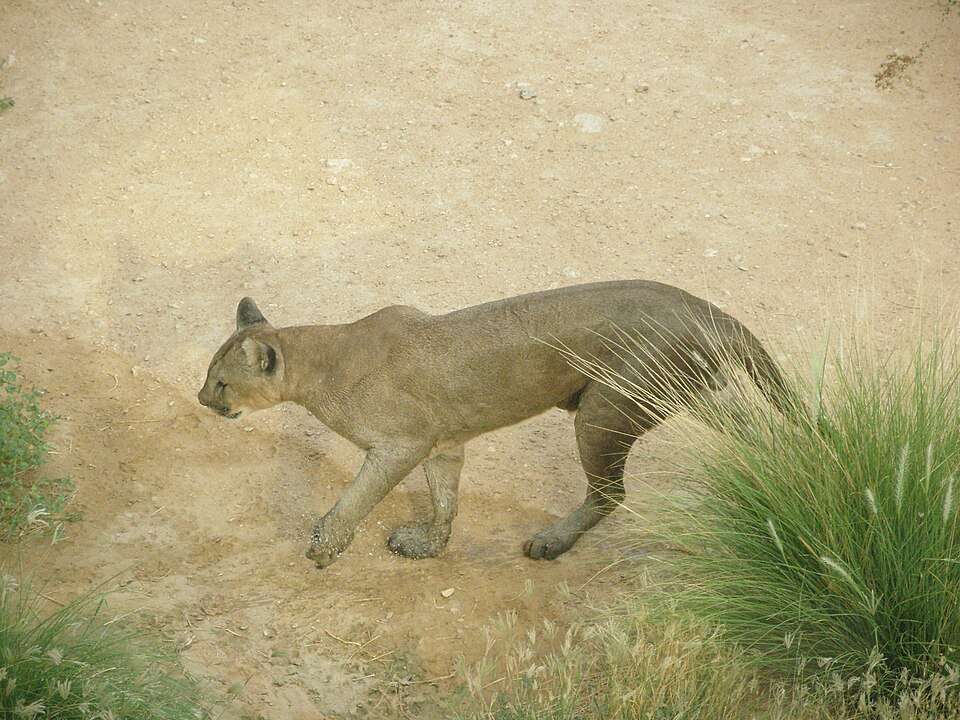elements/bear-cougar/refs/commons_puma/Cougar_Puma_8455642634_jpg.jpg