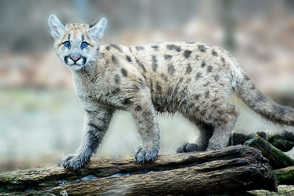 elements/bear-cougar/refs/commons_puma/Blue_Cougar_Kitten_16135392948_jpg.jpg