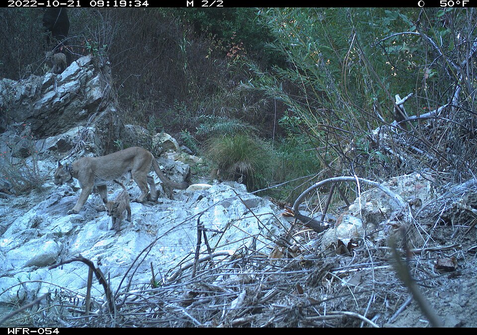 elements/bear-cougar/refs/commons_puma/Collared_Mountain_Lion_and_Cubs_54811910015_jpg.jpg