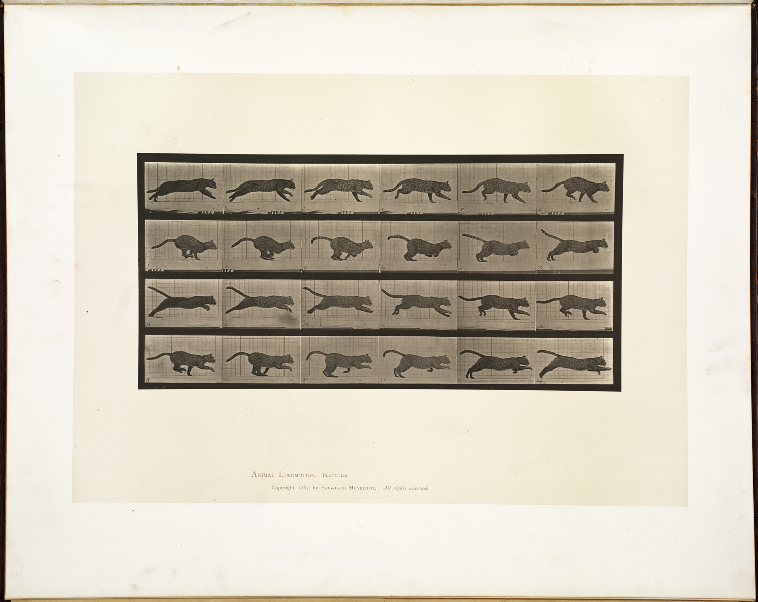 elements/bear-cougar/refs/muybridge/Animal_locomotion_Plate_720_Boston_Public_Library_jpg.jpg