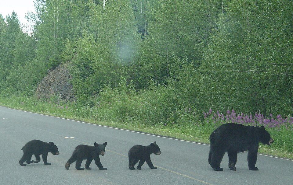 elements/bear-cougar/refs/commons_bear/Bear_family_crossing_road_jpg.jpg