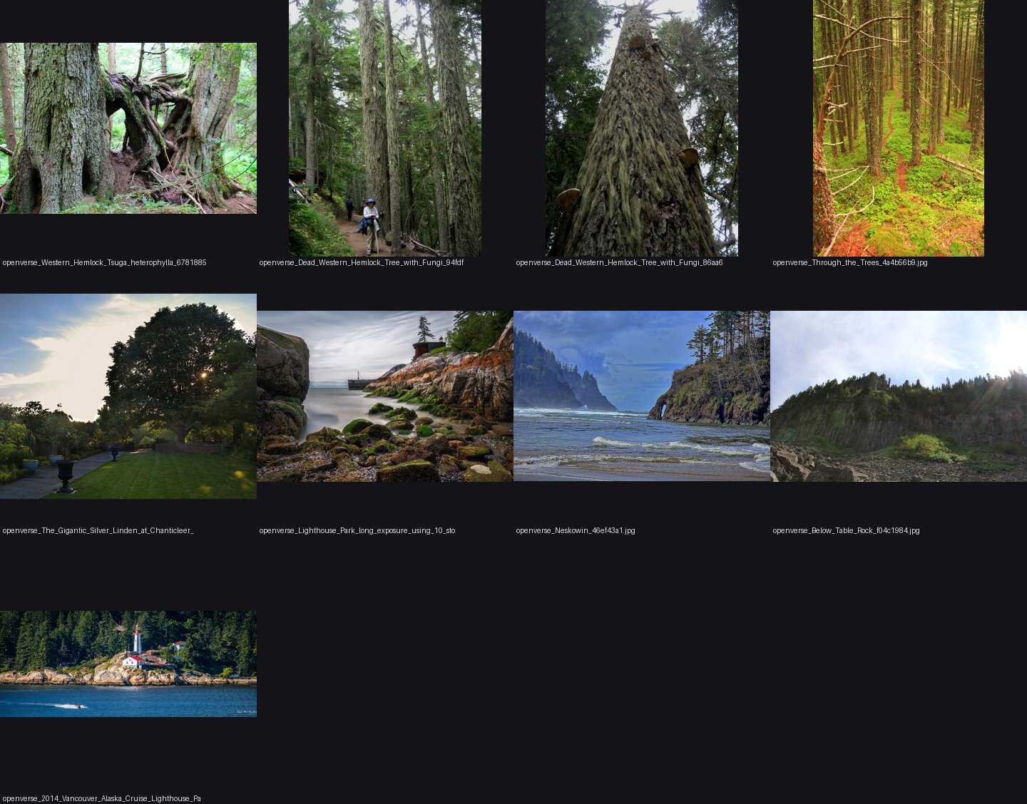 elements/conifers/refs/western_hemlock_tree_drooping_leader/_sheet.jpg