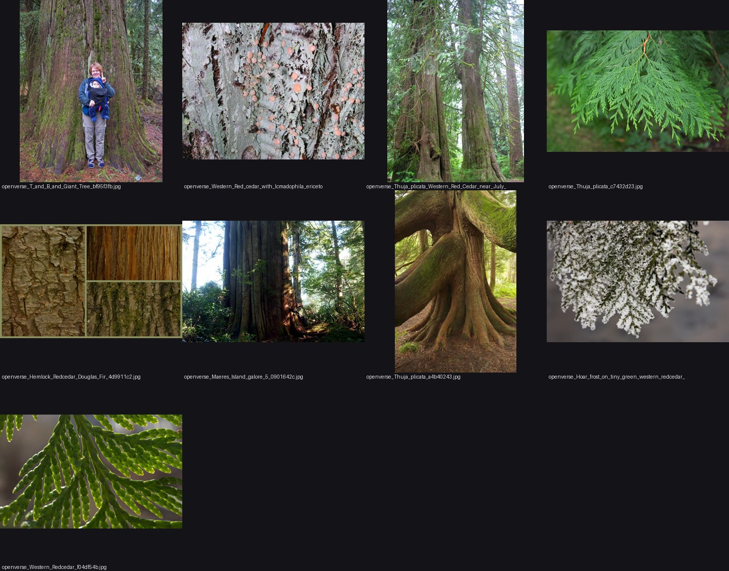 elements/conifers/refs/western_redcedar_tree_Thuja_plicata/_sheet.jpg