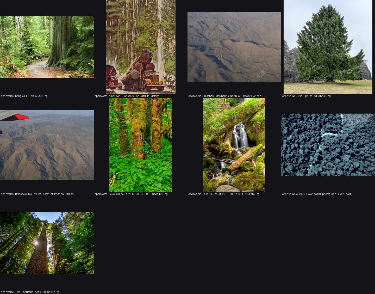 elements/conifers/refs/Douglas_fir_tree_crown/_sheet.jpg