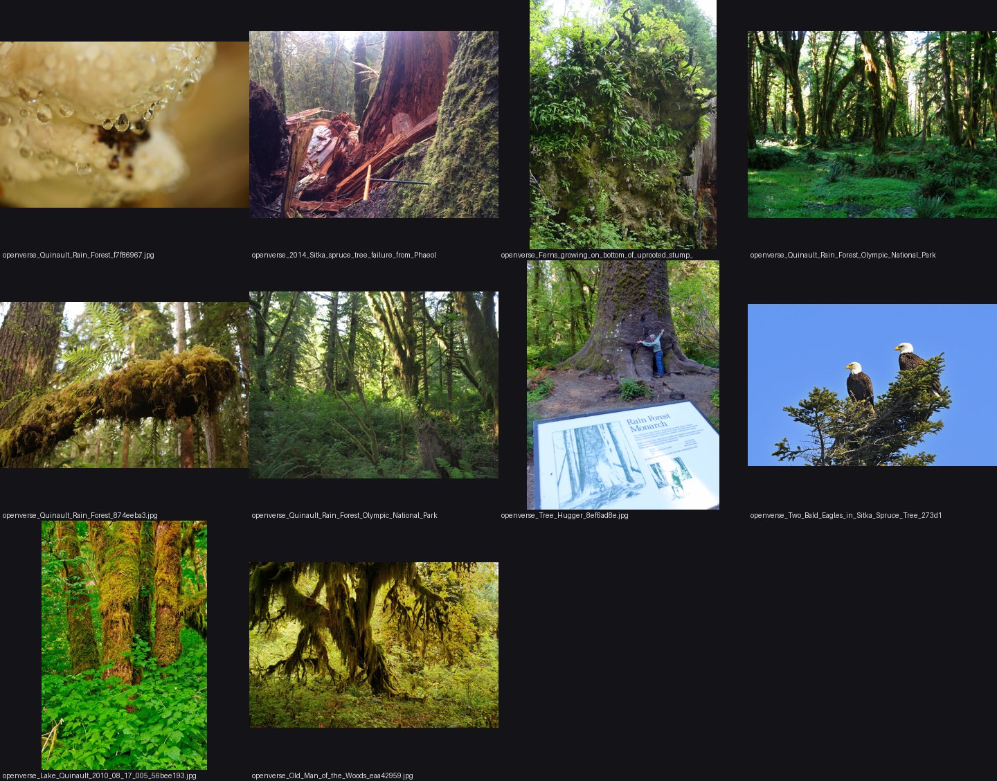 elements/conifers/refs/Sitka_spruce_tree_Olympic/_sheet.jpg