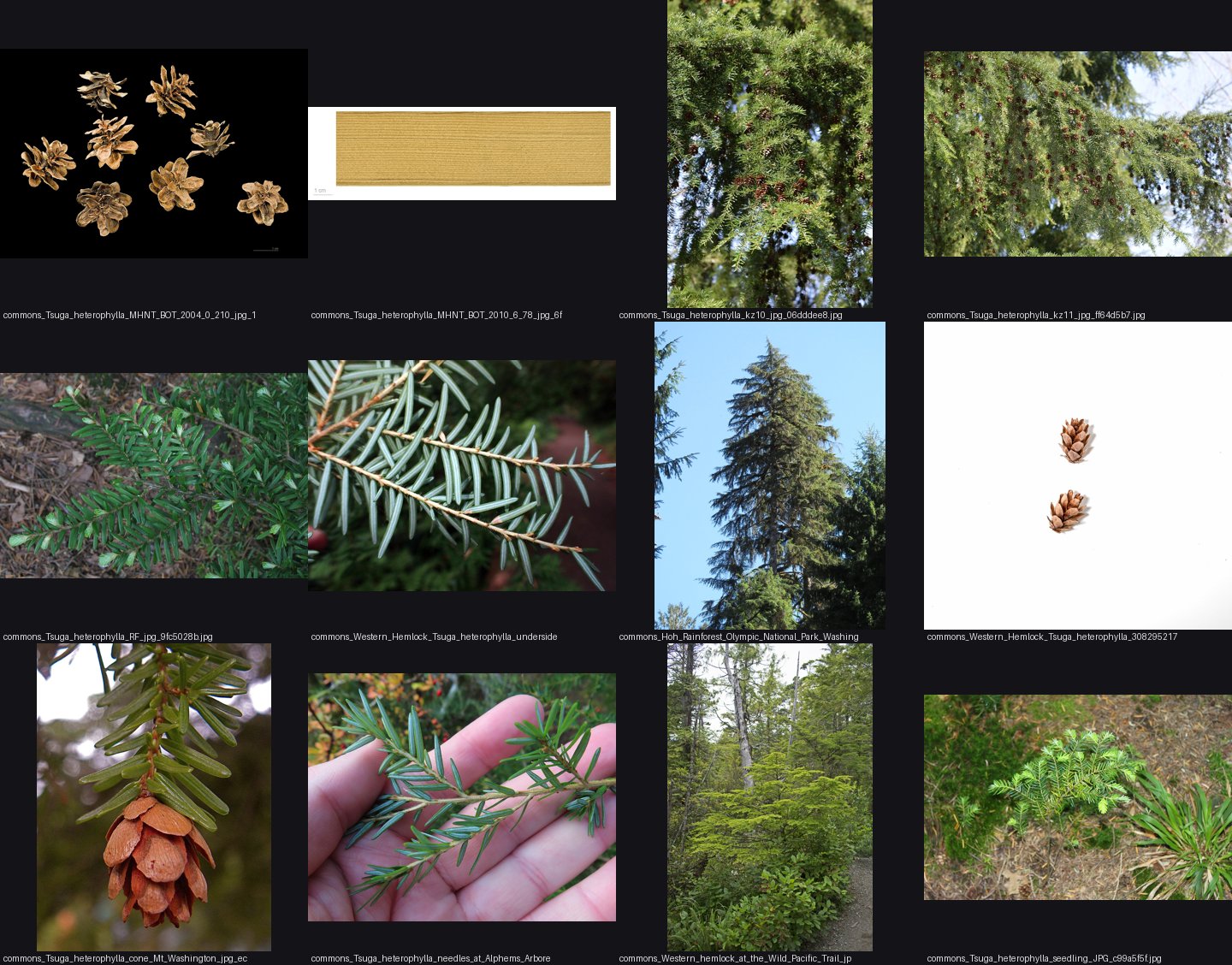 elements/conifers/refs/Tsuga_heterophylla/_sheet.jpg