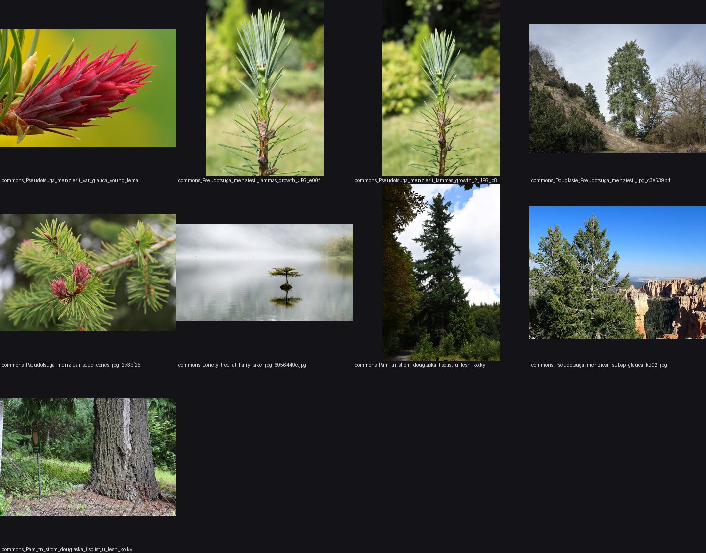 elements/conifers/refs/Pseudotsuga_menziesii_tree/_sheet.jpg