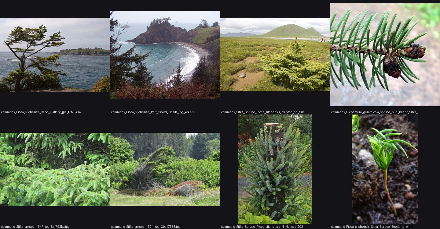 elements/conifers/refs/Picea_sitchensis_tree/_sheet.jpg