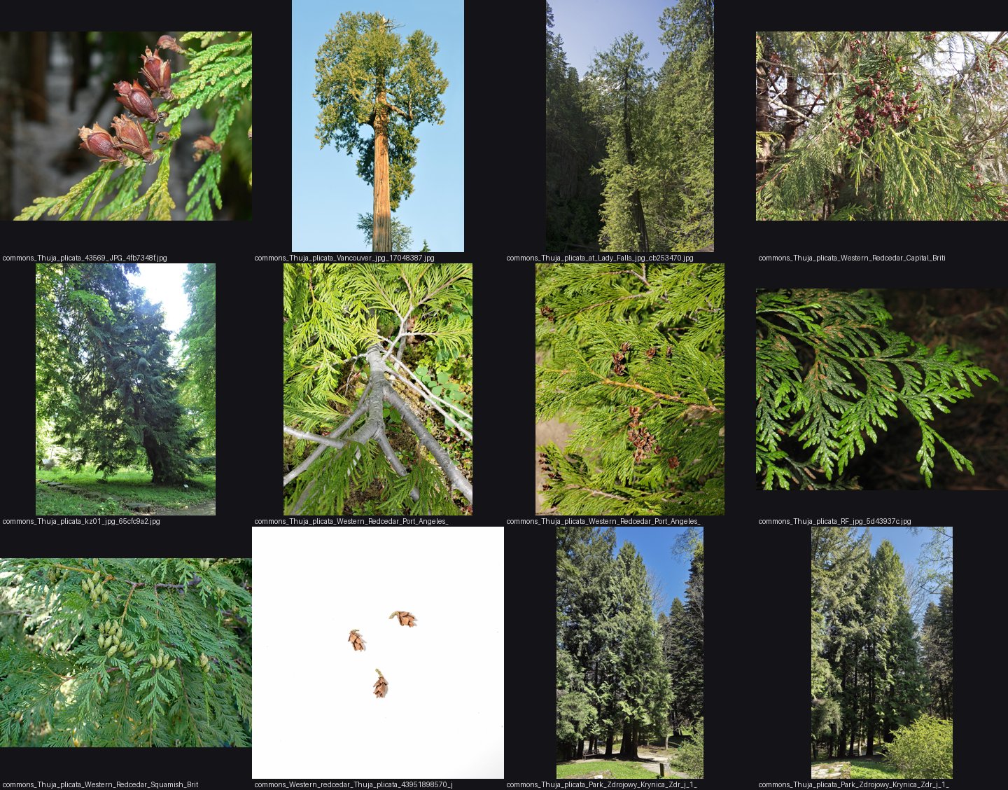 elements/conifers/refs/Thuja_plicata/_sheet.jpg