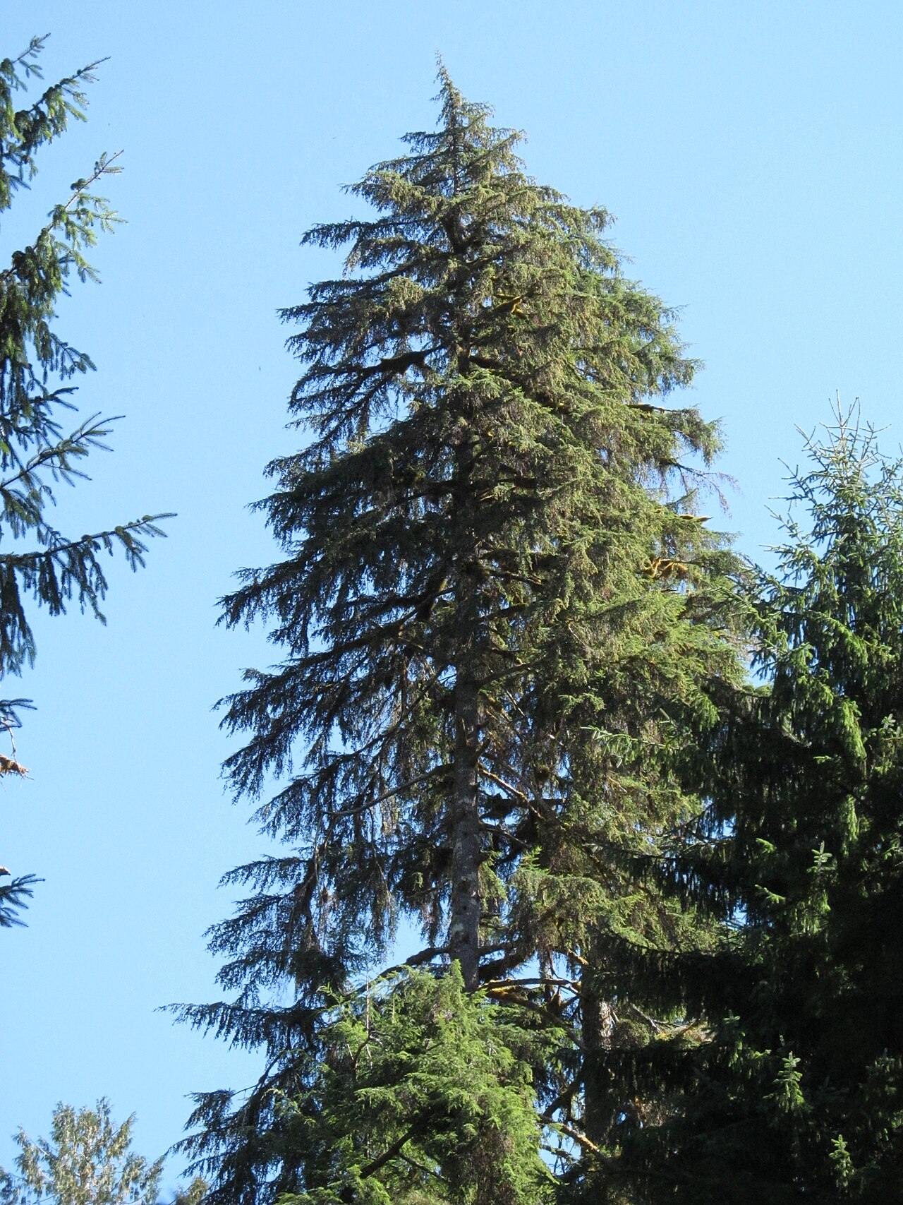 elements/conifers/refs/Tsuga_heterophylla/commons_Hoh_Rainforest_Olympic_National_Park_Washington__8f0608f4.jpg