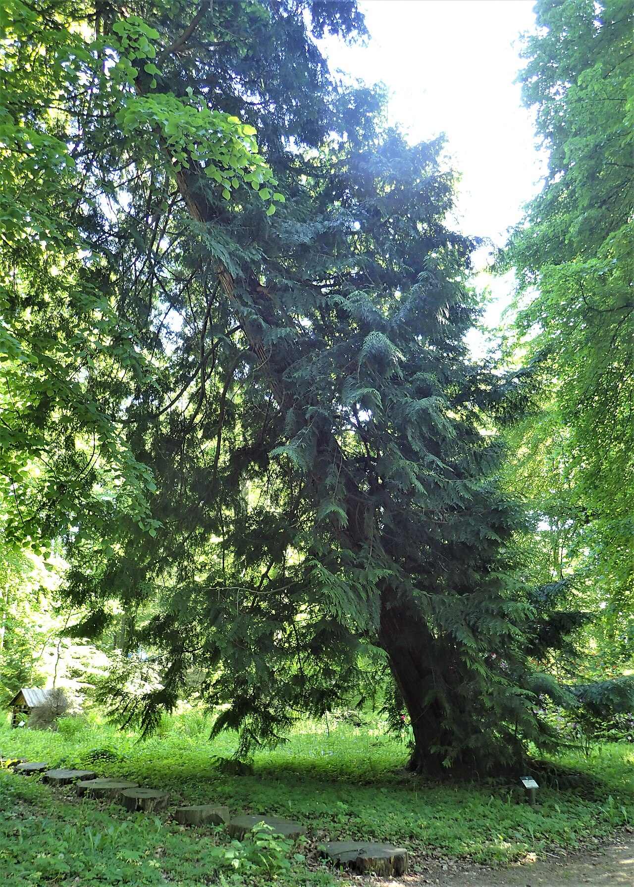 elements/conifers/refs/Thuja_plicata/commons_Thuja_plicata_kz01_jpg_65cfc9a2.jpg