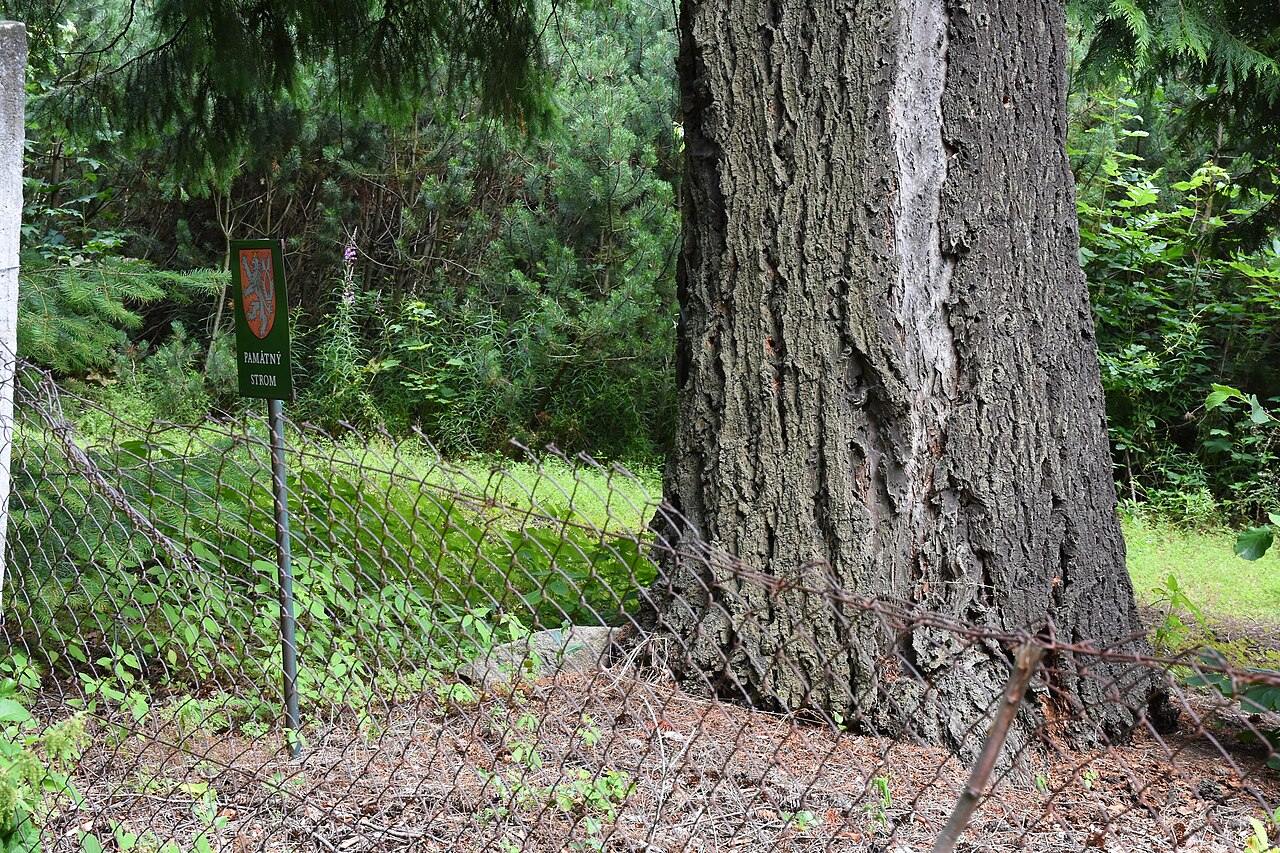 elements/conifers/refs/Pseudotsuga_menziesii_tree/commons_Pam_tn_strom_douglaska_tisolist_u_lesn_kolky_u_h_05b424ea.jpg