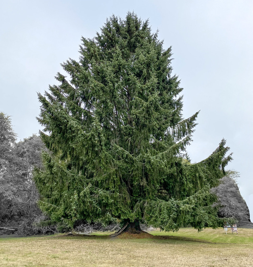 elements/conifers/refs/Douglas_fir_tree_crown/openverse_Sitka_Spruce_b36ebb43.jpg