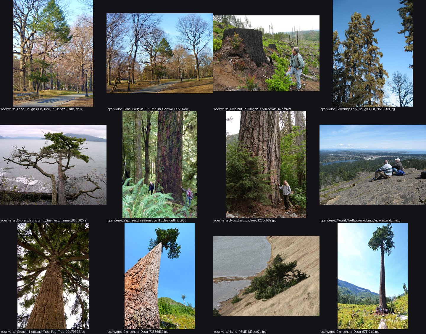 elements/conifers/refs/lone_Douglas_fir_tree/_sheet.jpg