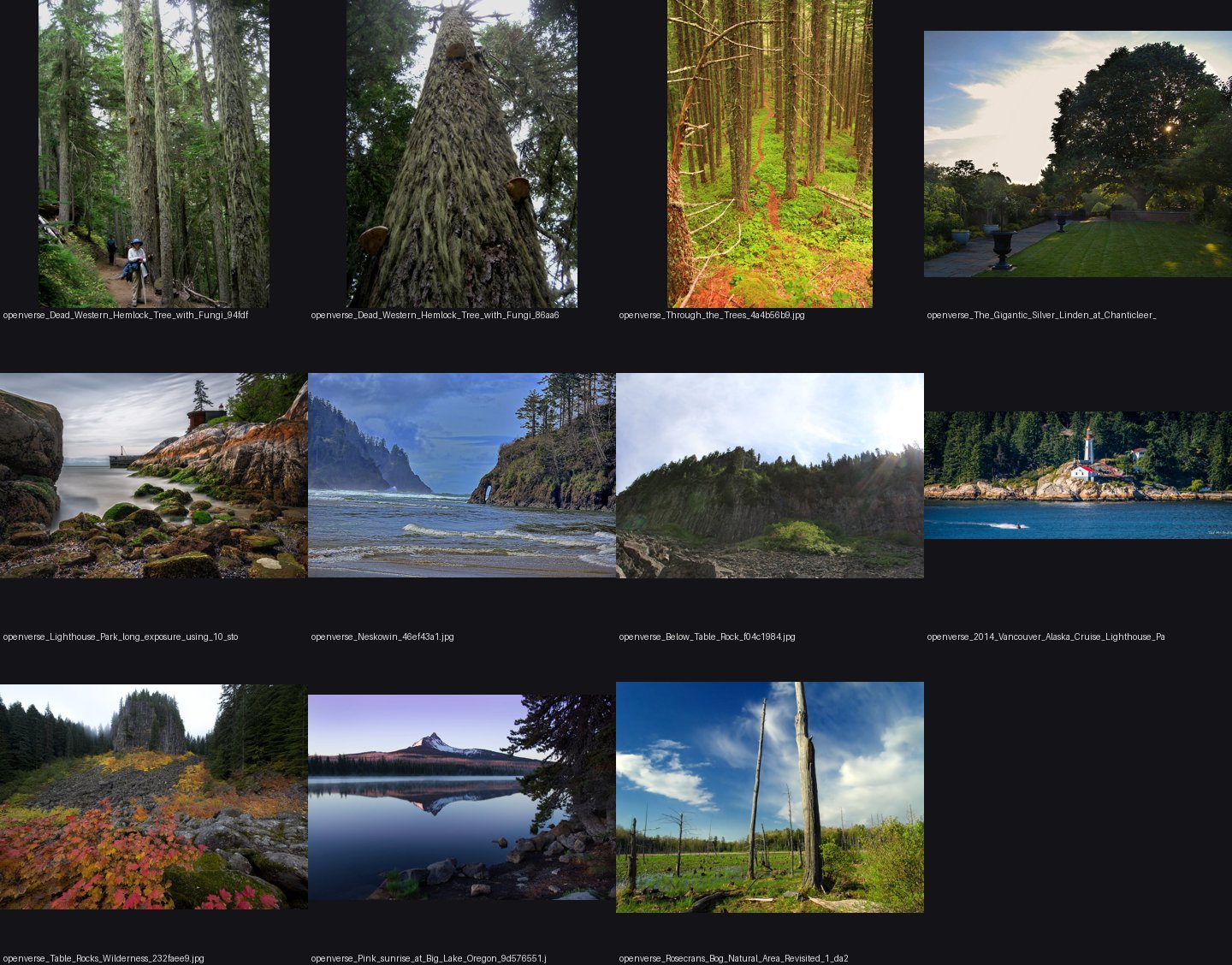 elements/conifers/refs/western_hemlock_tree/_sheet.jpg