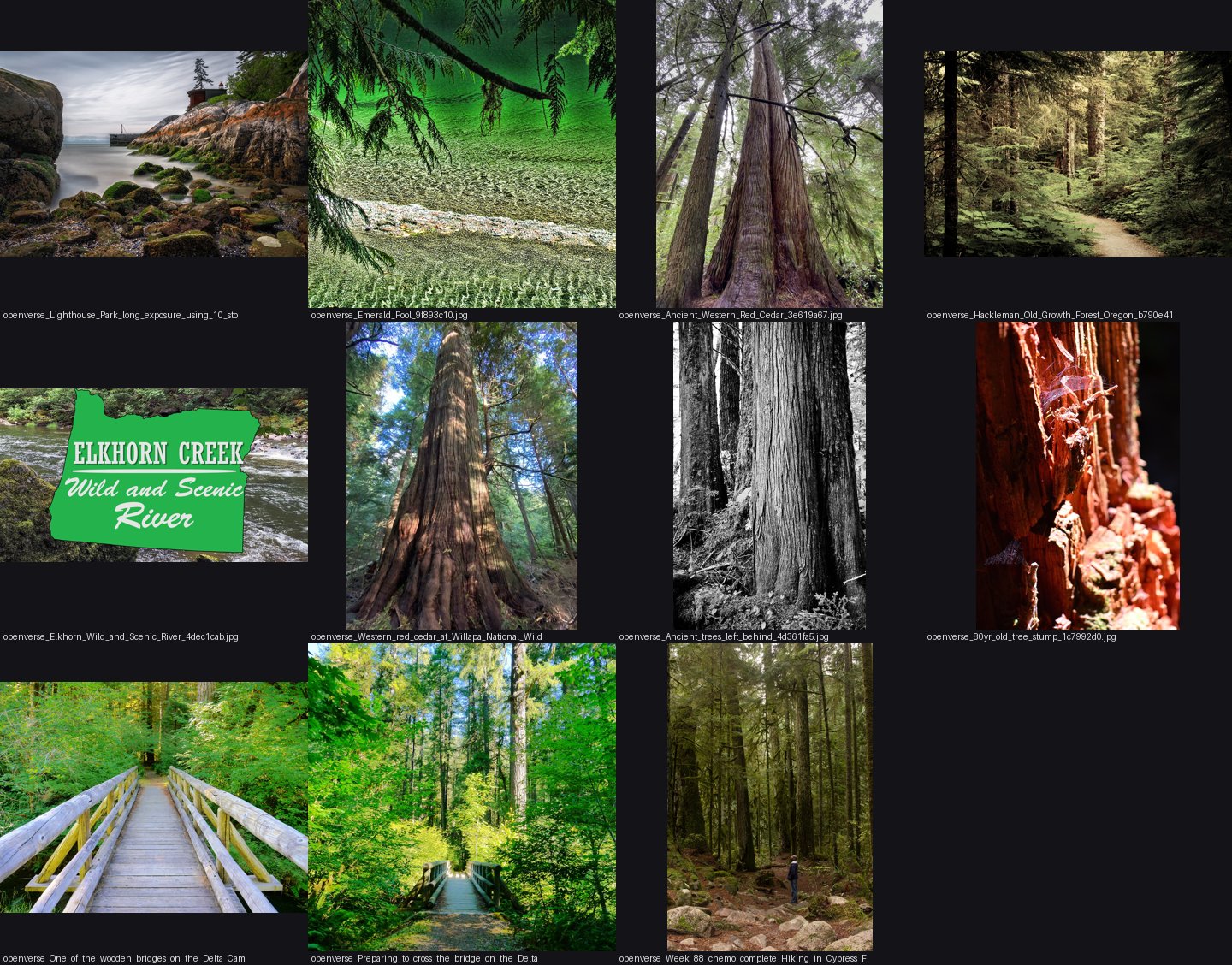 elements/conifers/refs/old_growth_western_red_cedar_tree/_sheet.jpg