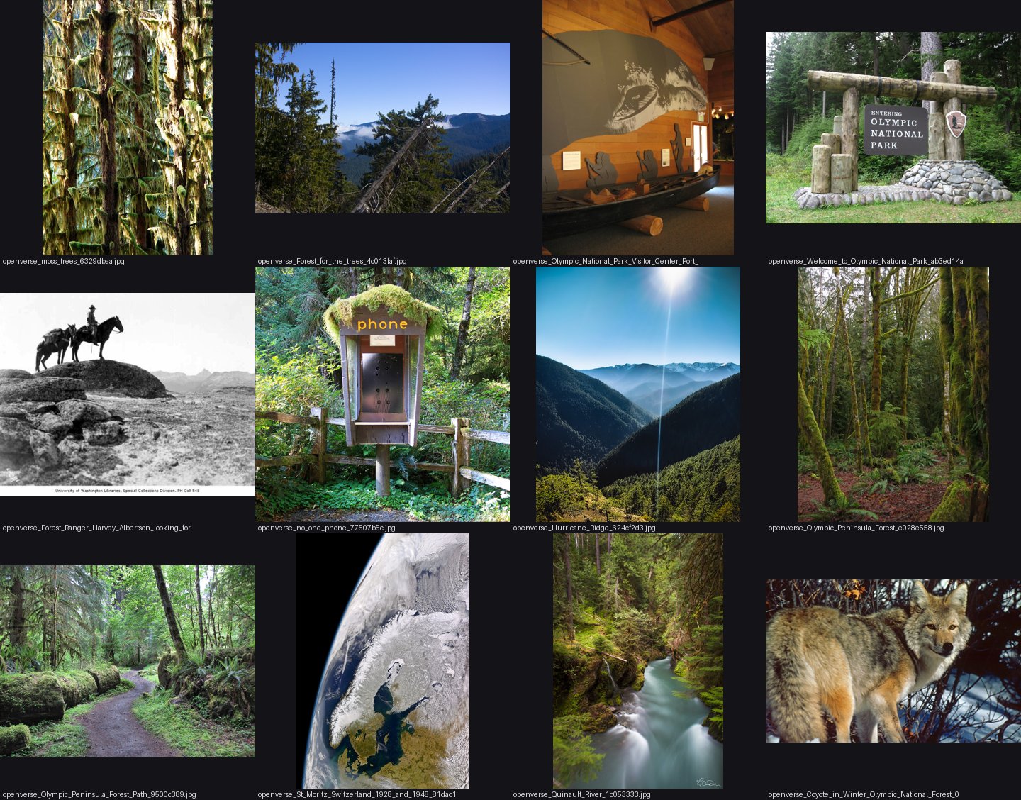 elements/conifers/refs/Olympic_peninsula_forest_ridge_trees/_sheet.jpg