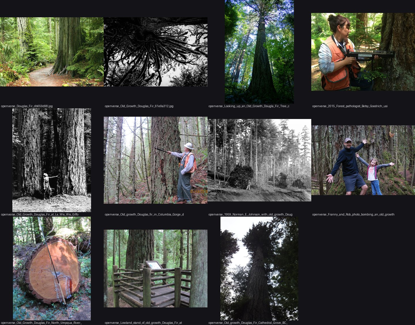 elements/conifers/refs/old_growth_Douglas_fir_crown/_sheet.jpg