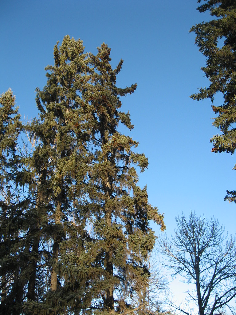 elements/conifers/refs/lone_Douglas_fir_tree/openverse_Edworthy_Park_Douglas_Fir_f1516998.jpg