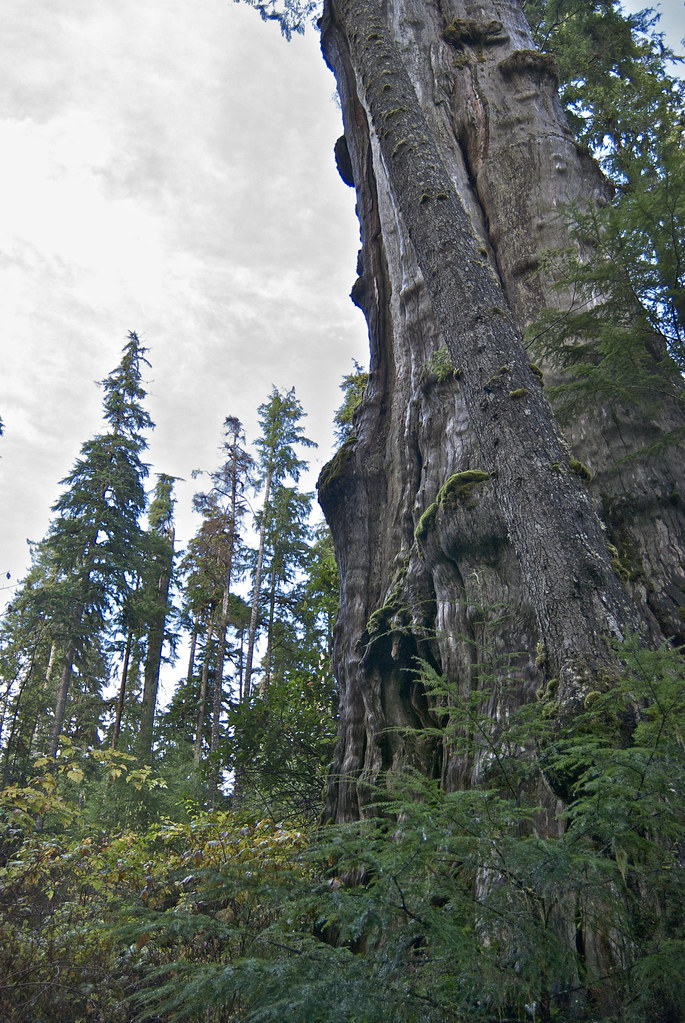 elements/conifers/refs/western_redcedar_candelabra_top/openverse_Thuja_plicata_Western_Redcedar_ancient_form_3bc011c0.jpg