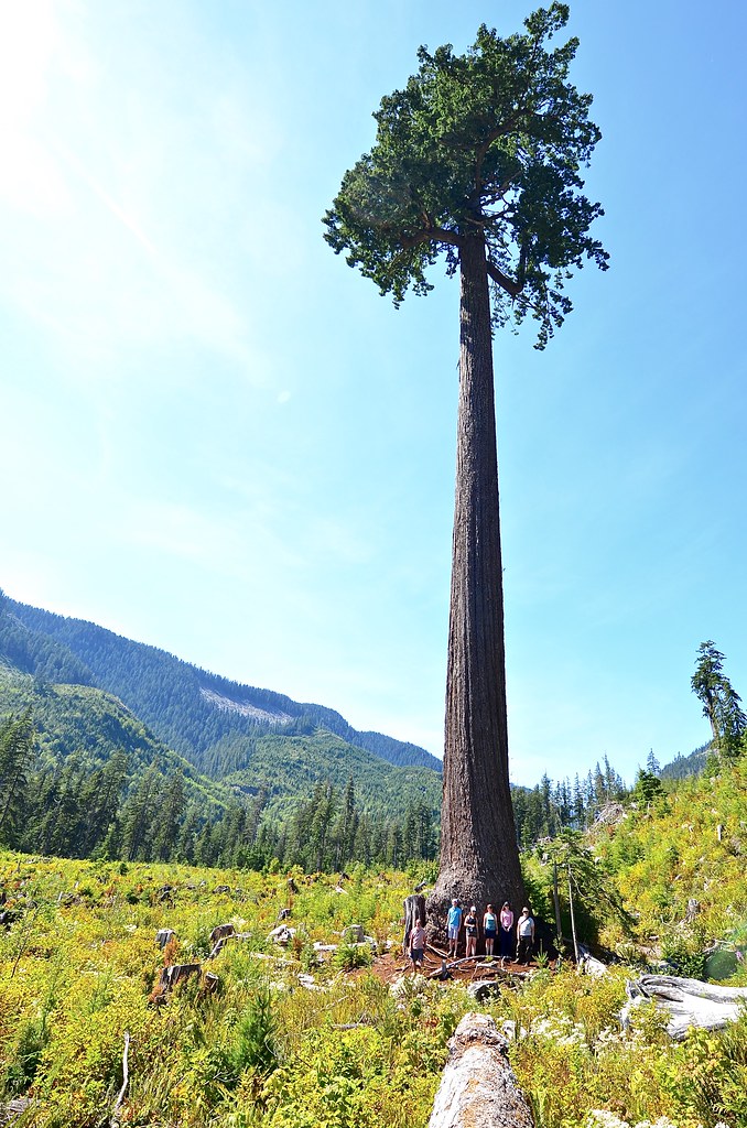 elements/conifers/refs/lone_Douglas_fir_tree/openverse_Big_Lonely_Doug_97f10fa9.jpg