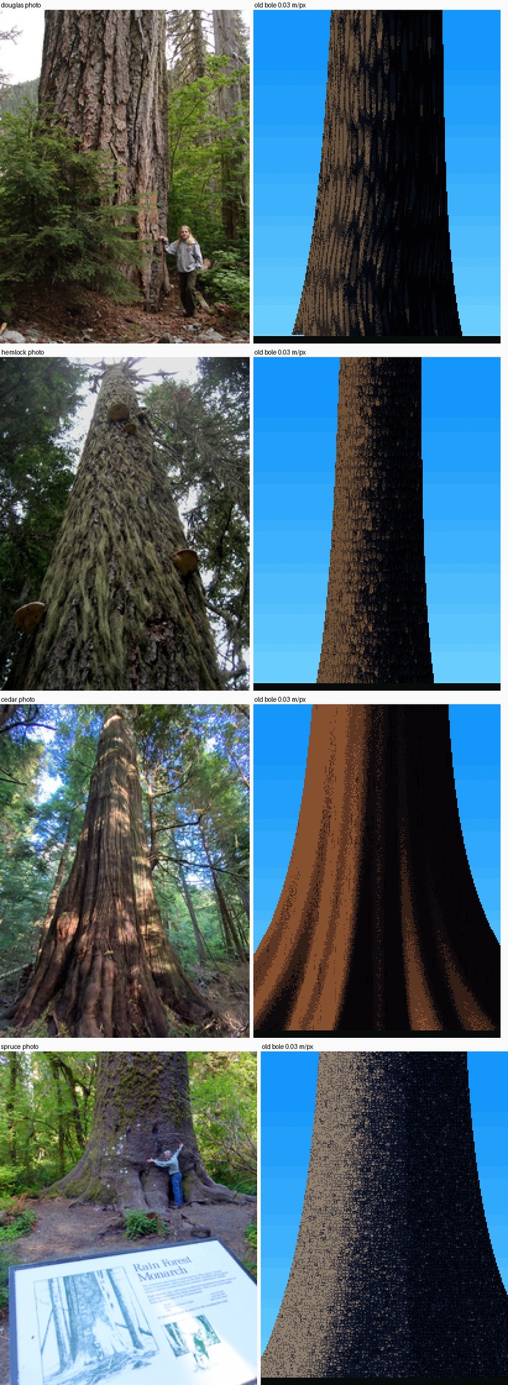 elements/conifers/stage5/b3.png