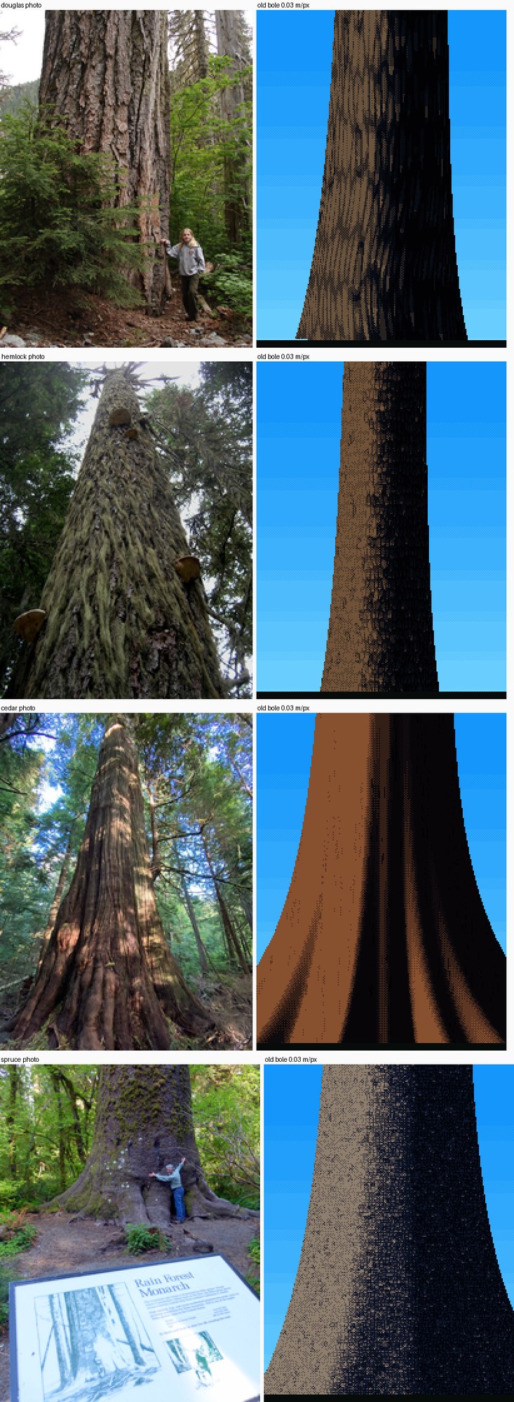 elements/conifers/stage5/b4.png