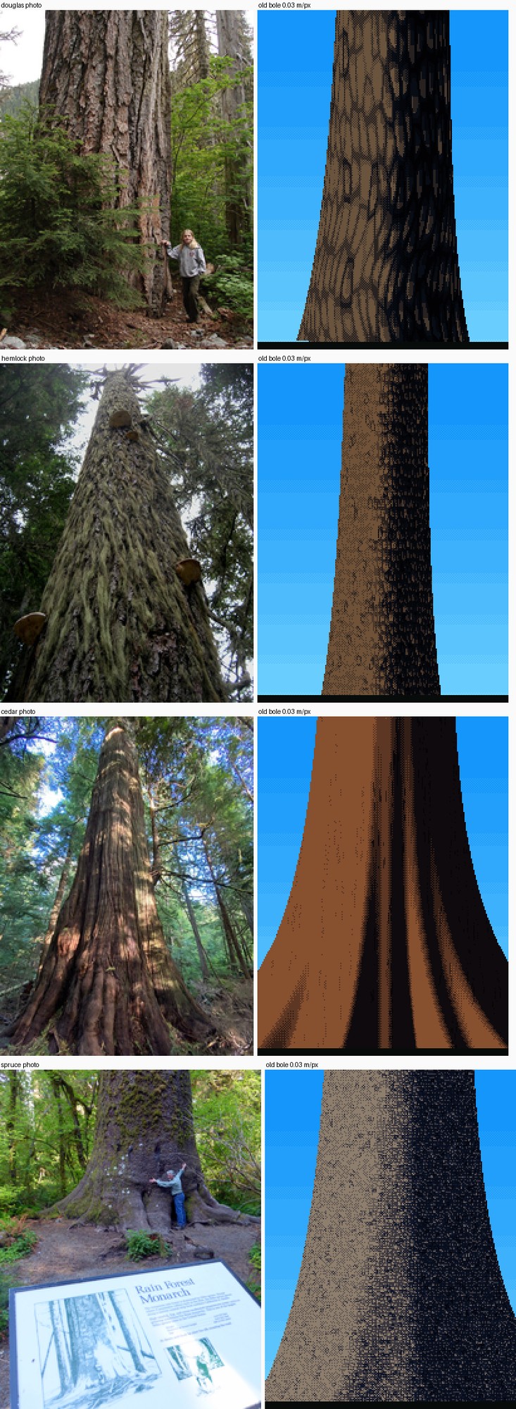 elements/conifers/stage5/b5.png