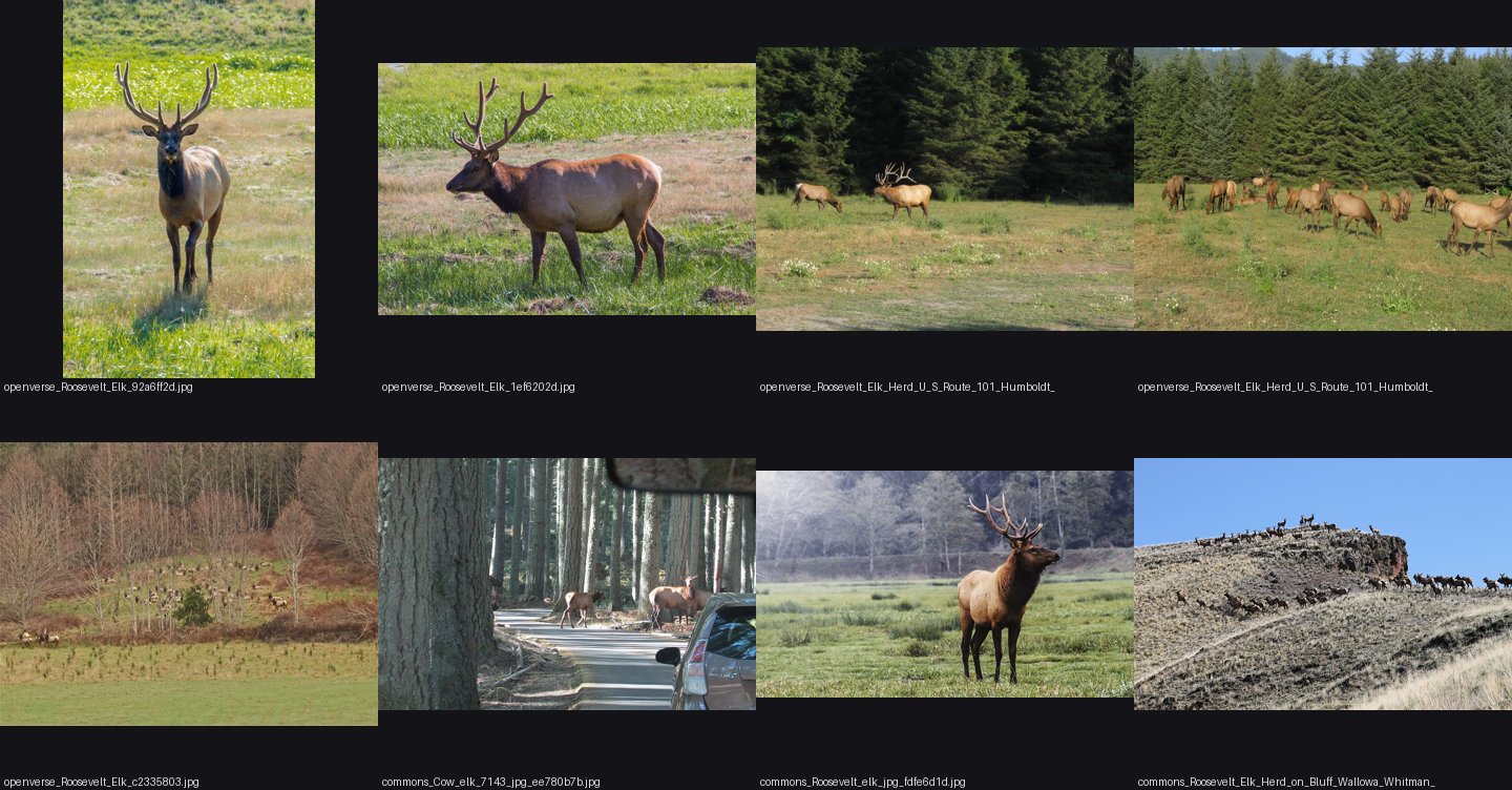 naturalist/animals/photos/elk_herd/_sheet.jpg