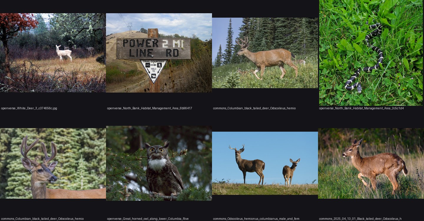 naturalist/animals/photos/blacktail_deer/_sheet.jpg