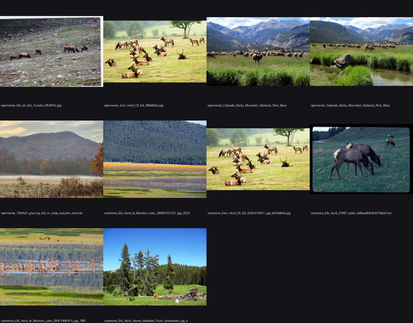 naturalist/animals/photos/elk_distance/_sheet.jpg