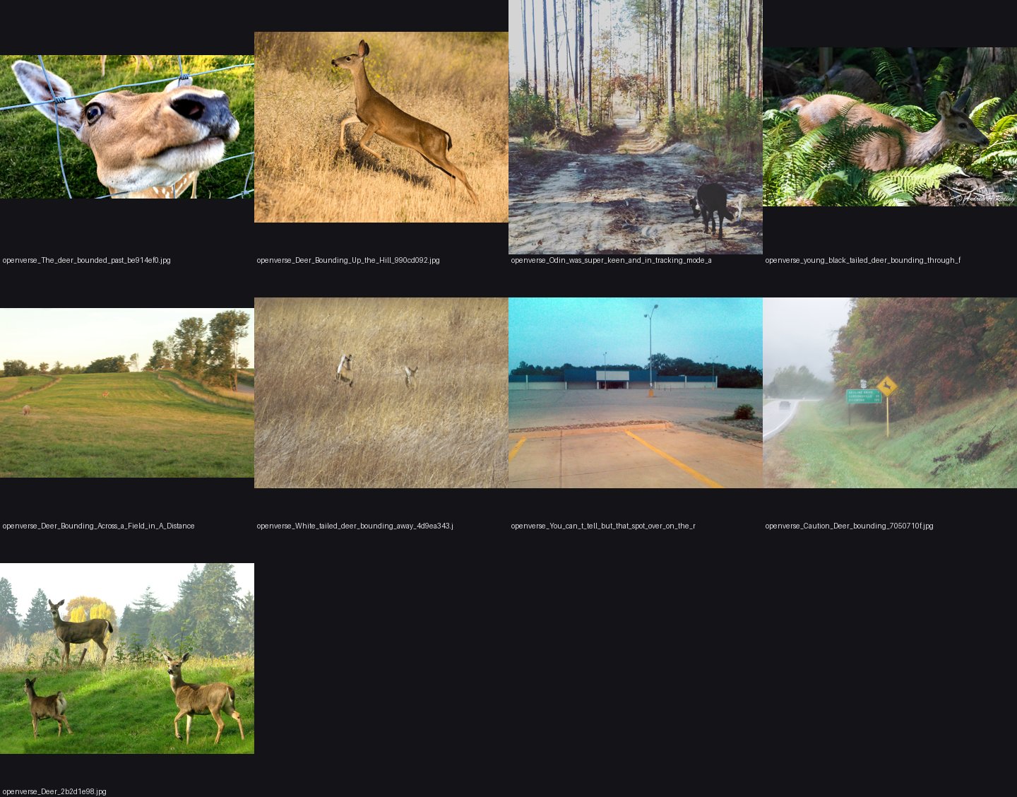 elements/deer-elk/refs/deer_bounding_muybridge/_sheet.jpg