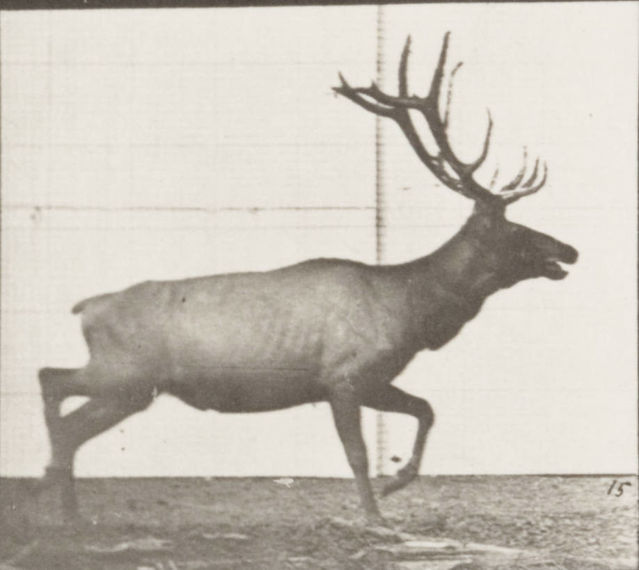 elements/deer-elk/refs/elk_trotting/openverse_Elk_trotting_rbm_QP301M8_1887_692a_15_2699e75e.jpg