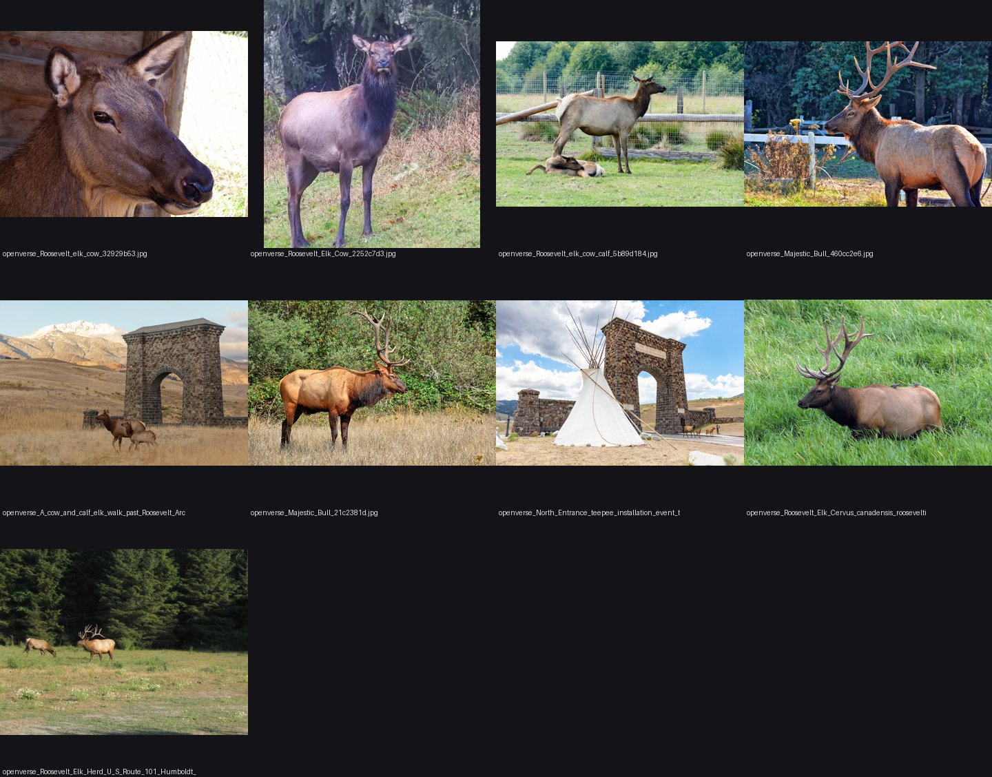 elements/deer-elk/refs/roosevelt_elk_cow/_sheet.jpg