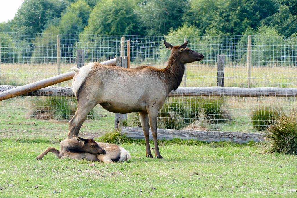 elements/deer-elk/refs/roosevelt_elk_cow/openverse_Roosevelt_elk_cow_calf_5b89d184.jpg